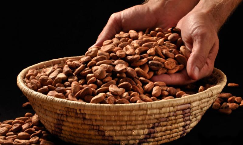 Cacaoteros en Piura han enfrentado pérdidas de ingresos a causa del cadmio