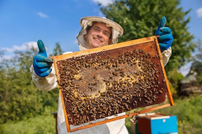 Cada apicultor pierde en promedio cuatro colmenas, lo que representa el 12% de su posesión total   