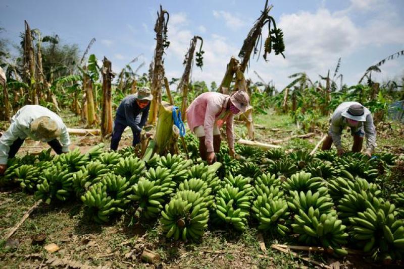 Cadena de banano orgánico peruano está golpeada por sobrecostos de la pandemia e incertidumbre sobre ley agraria