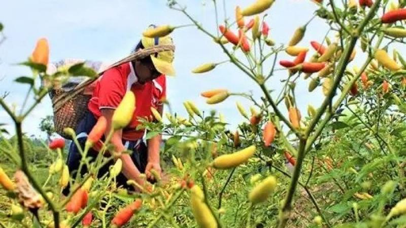 Cadena de capsicum activa medidas preventivas ante posible fenómeno El Niño