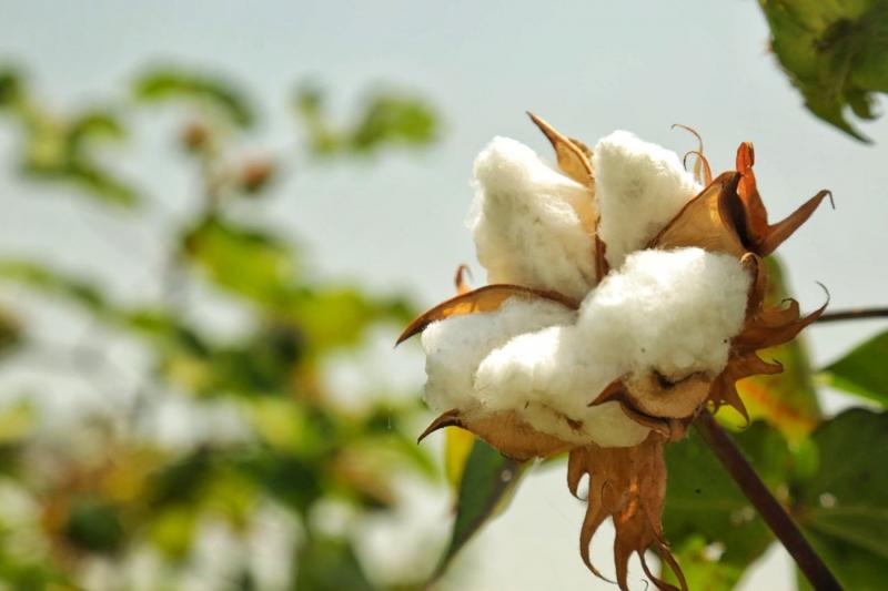 Cadena de valor del algodón en nuestro país involucra a más de 8.000 agricultores familiares en la fase productiva