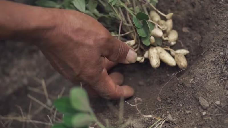 “CAES Piura sigue siendo el primer y único exportador de maní orgánico del Perú al mercado europeo”