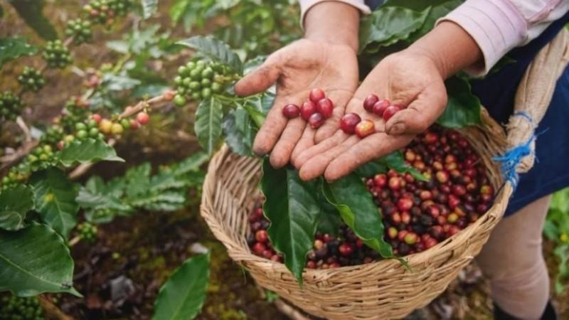 Café bate récord de exportaciones y Cultivida alerta sobre la importancia de proteger los cultivos