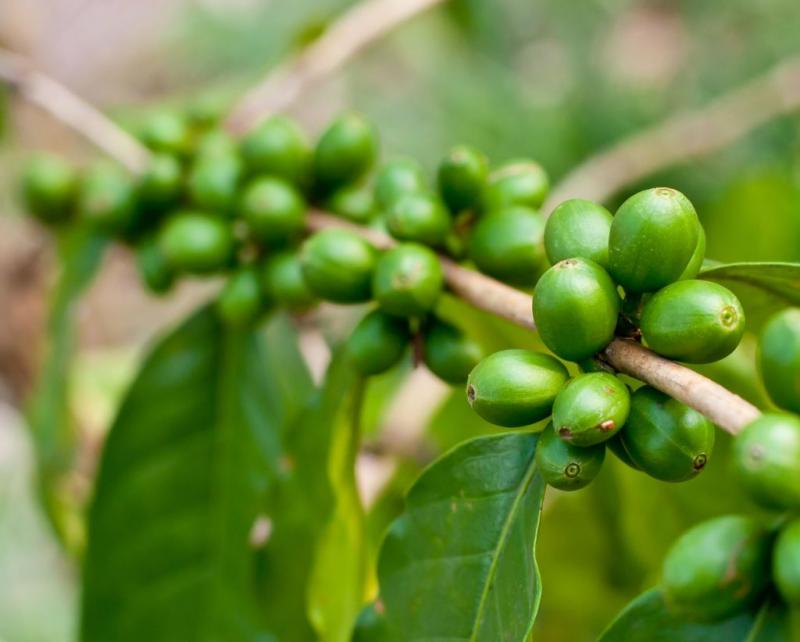 Café de grano verde significa el 94% de las exportaciones agrícolas de Cajamarca