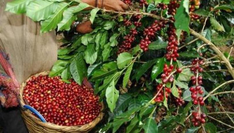 Café del Perú incursiona a nuevos mercados