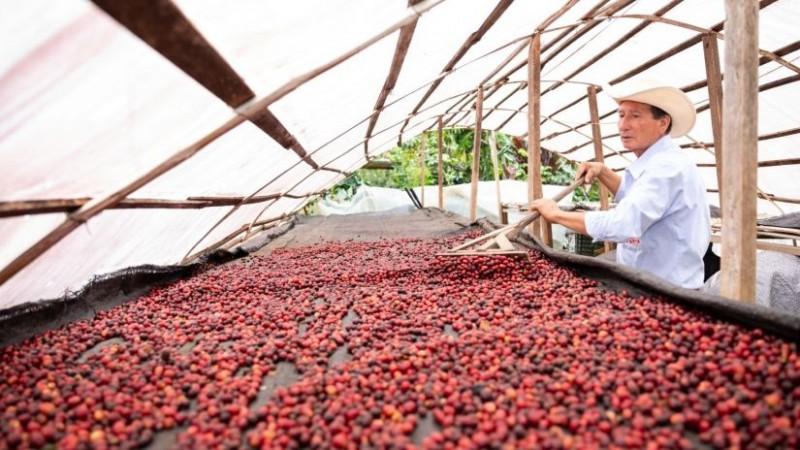 Café peruano busca competir por diferenciación y no por volumen, en medio de un nuevo ciclo de precios internacionales