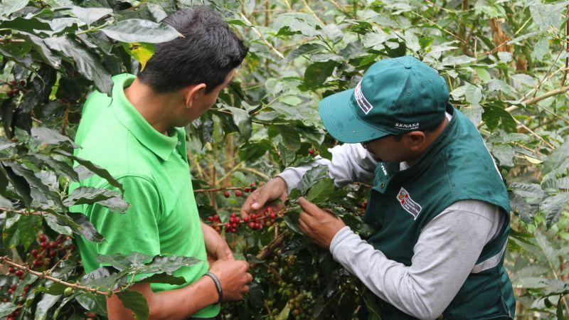 Café peruano llega a 91 mercados internacionales