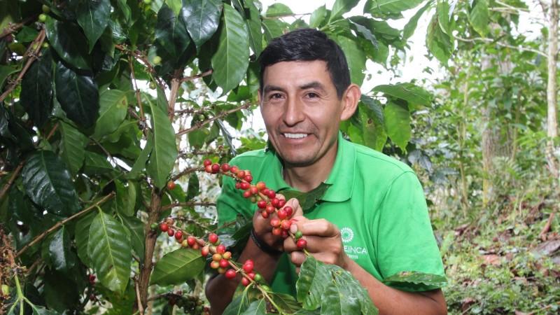 Café peruano llegó a 52 mercados internacionales en lo que va del 2024