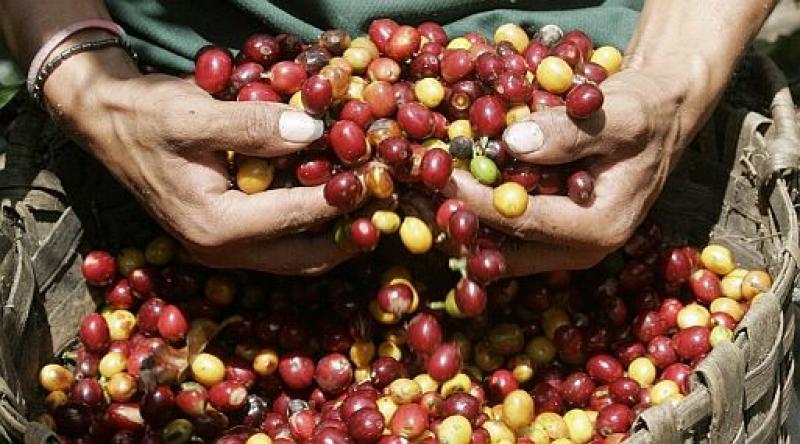 CAFÉS ESPECIALES REPRESENTARÍAN EL 50% DE LA PRODUCCIÓN DEL GRANO EN PERÚ EN 10 AÑOS