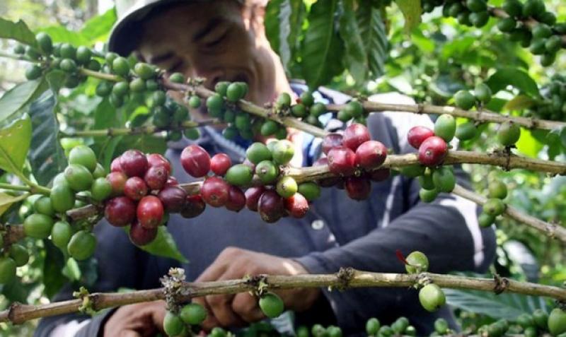 Cafetaleros contarán con Sistema de Alerta Temprana para enfrentar plagas