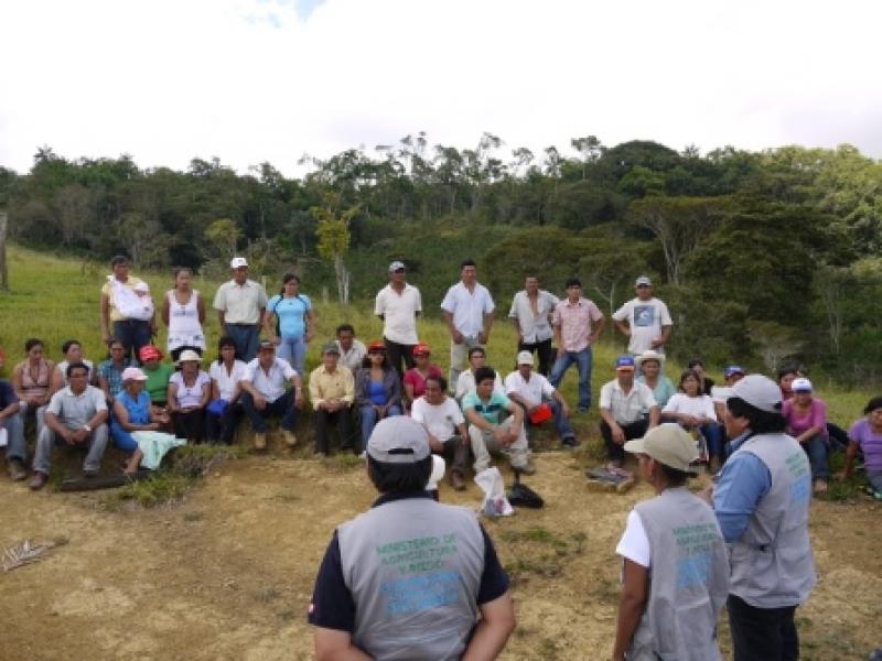 CAFETALEROS DE AMAZONAS REDUCEN INCIDENCIA DE ROYA EN CAFETO