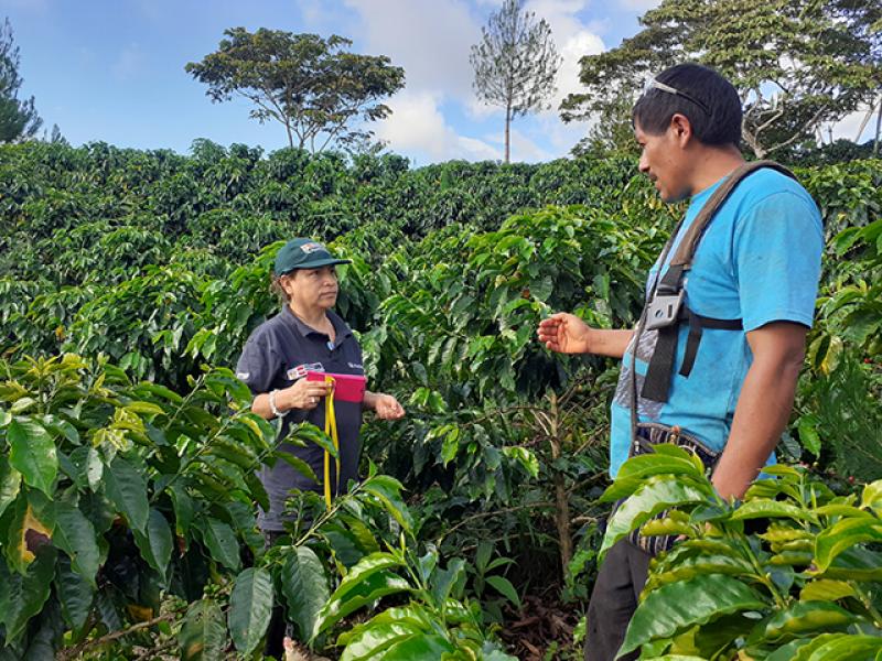 Cafetaleros de la Selva Central fortalecen capacidades para el control de plagas en sus cultivos