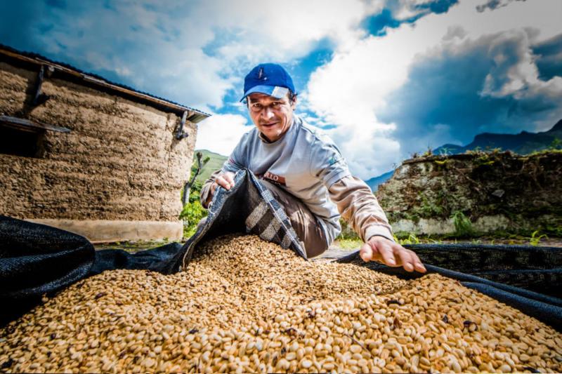Cafetaleros del Monzón exportarán más de 53 toneladas de café a Europa