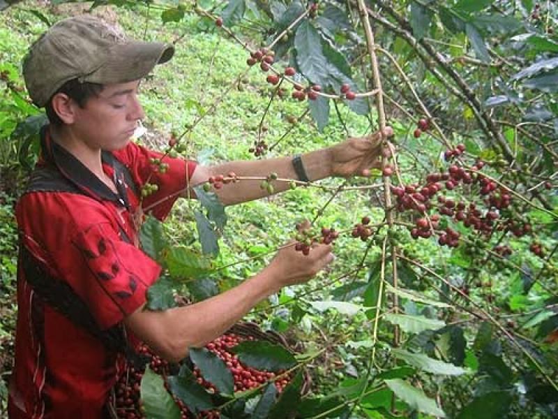 Cafetaleros preocupados porque Minagri no concreta la compra de deuda por créditos de su sector al Agrobanco