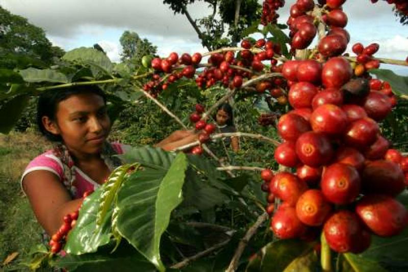 CAFETALES DE SELVA CENTRAL SE RECUPERAN TRAS ATAQUE DE ROYA AMARILLA