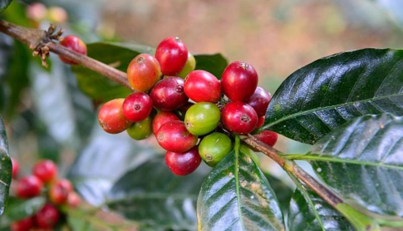 Caficultores de Cajamarca y Pasco presentes en feria internacional de cafés especiales – SCA 2019