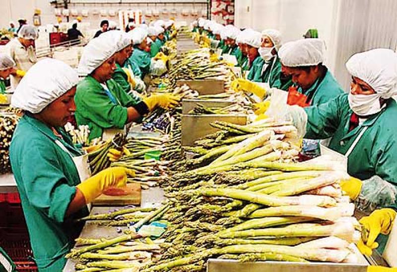 CAÍDA DE EXPORTACIONES TRADICIONALES AFECTÓ MÁS DE 20 MIL PUESTOS DE TRABAJO