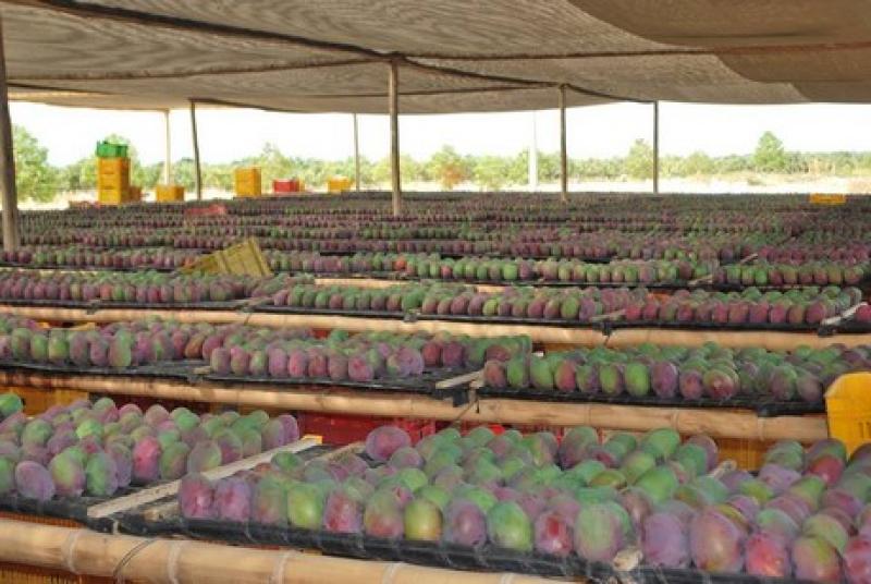 Caída de los volúmenes de importación de mango en EE.UU.
