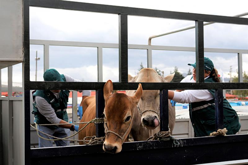 Cajamarca abastece con más de 140 mil animales el mercado nacional