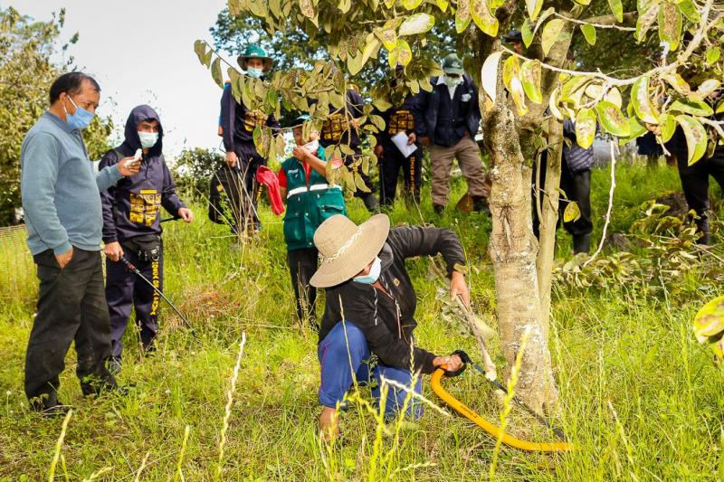 Cajamarca: control de mosca de la fruta se ejecuta sistemáticamente en apoyo de la agricultura familiar
