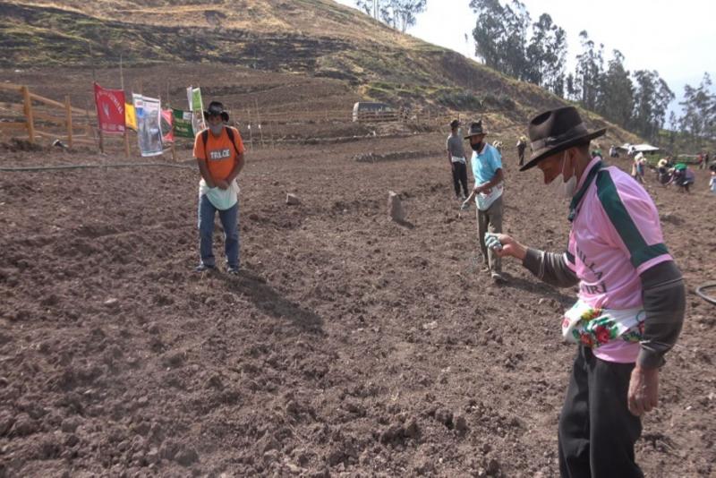 Cajamarca: instalarán más de 2.300 hectáreas de forraje para alimentar ganado