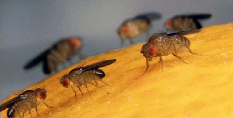 Cajamarca: pequeños productores son beneficiados con proyecto de erradicación de mosca de la fruta