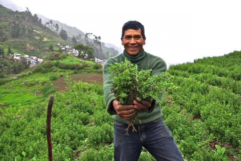 Cajamarca: planes de negocios de granadilla y café beneficiaron a 700 productores