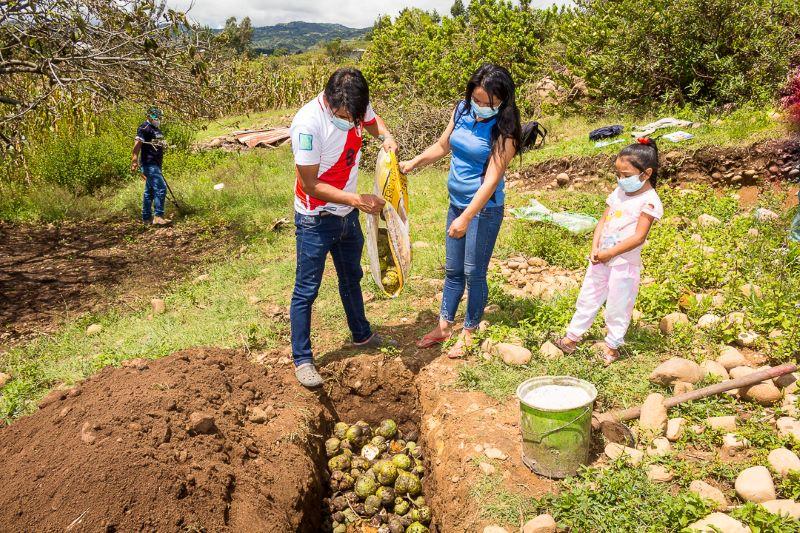 Cajamarca: Senasa promueve acciones de control cultural para erradicar mosca de la fruta en Chota
