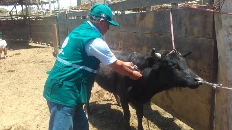 Cajamarca: Senasa proyecta vacunar a 8 mil animales contra el ántrax este año