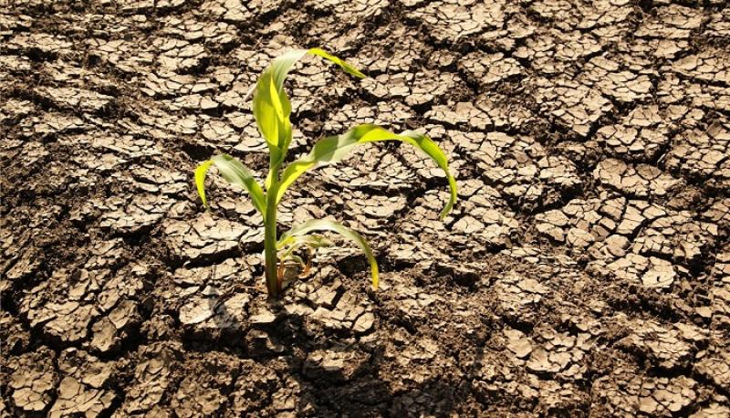 Cambio climático ha costado siete años de crecimiento de la productividad agrícola