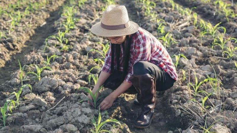 Cambios en la producción agrícola y alimentaria pueden reducir las emisiones de efecto invernadero en un tercio