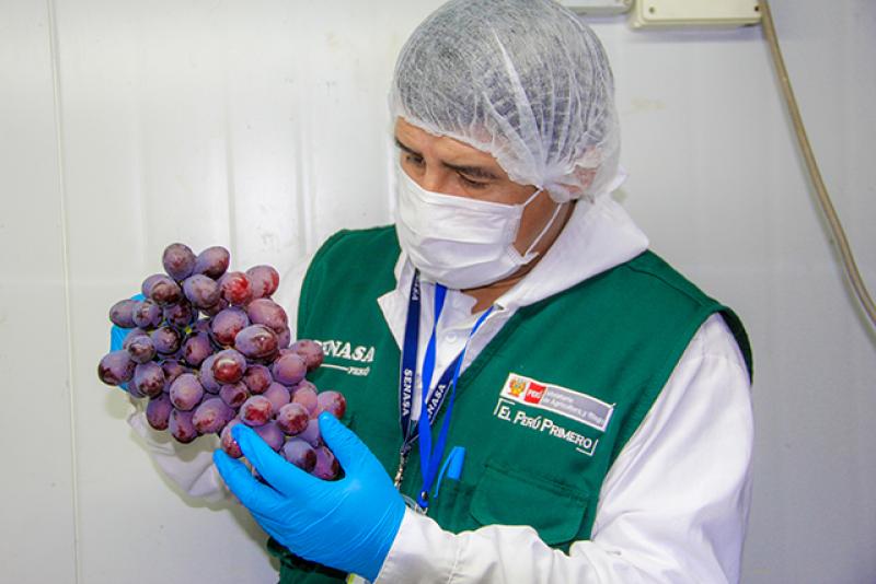 Campaña de exportación de uva de mesa arranca con expectativa