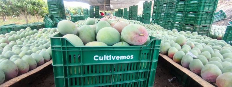 Campaña de mango: cada día se registran robos de fruta en campo, en cosecha, en transporte