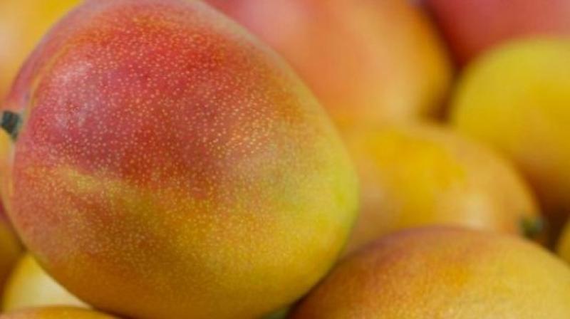 Campaña de mango cerraría con caída de 34% y se incumpliría un tercio de demanda de exportación
