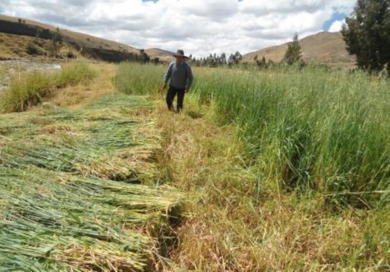 Campaña de siembra de pastos y forrajes beneficiará a más de 10.000 familias de Cajamarca