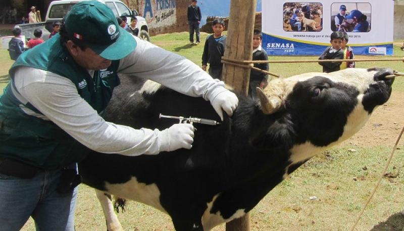 Campaña de vacunación contra el Ántrax logró proteger a 13.783 animales susceptibles en Tacna el 2019