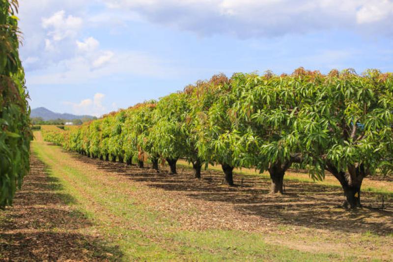 Campos de mango deben tener densidades más altas para incrementar la productividad y el ingreso al productor
