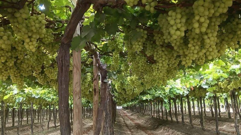 Camposol adelanta su cosecha de uva en Piura como estrategia frente al Fenómeno de El Niño