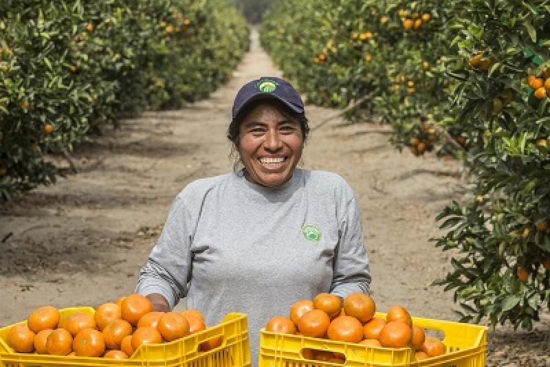 Camposol adquirió plantaciones de mandarina en Uruguay