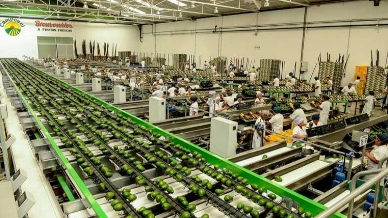 Camposol comercializó 42.570 toneladas de frutas en el primer trimestre de 2025, mostrando un aumento de 51%