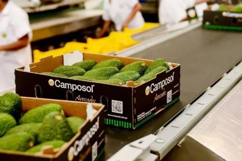 Camposol entró en proceso de reestructuración interna
