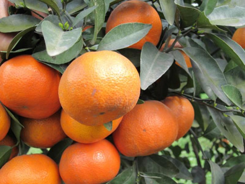 CAMPOSOL EXPORTARÍA 1.400 TM DE MANDARINA W. MURCOTT ESTE AÑO