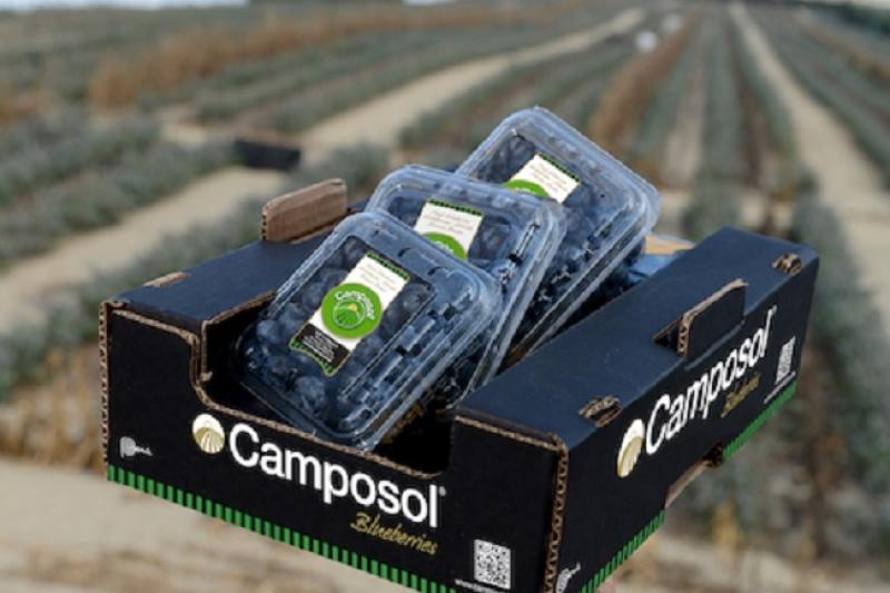 Camposol inicia la campaña 2022-2023 realizando el primer envío de contenedor de arándanos peruanos a China