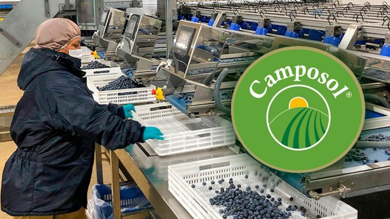 Camposol logra recertificación GLOBALG.A.P, así como evaluación positiva de comercio ético y de riesgos en prácticas sociales