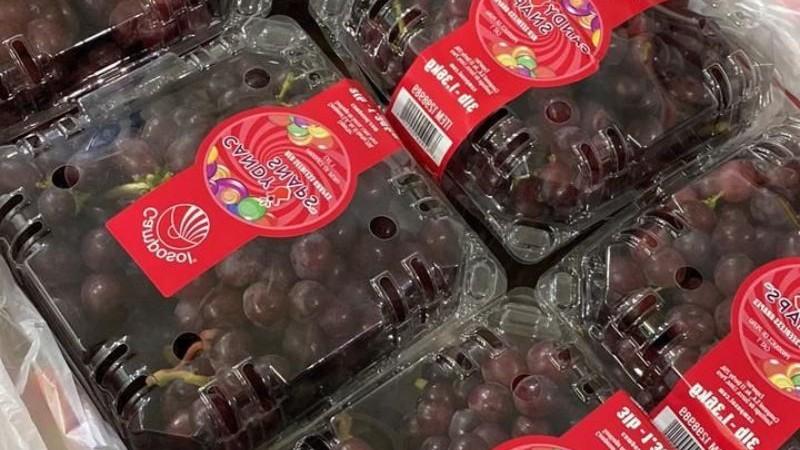 Camposol proyecta sumar 100 hectáreas de uva en Piura