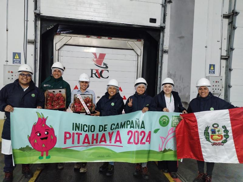Camposol realizó su primer envío aéreo de pitahaya de la campaña 2024
