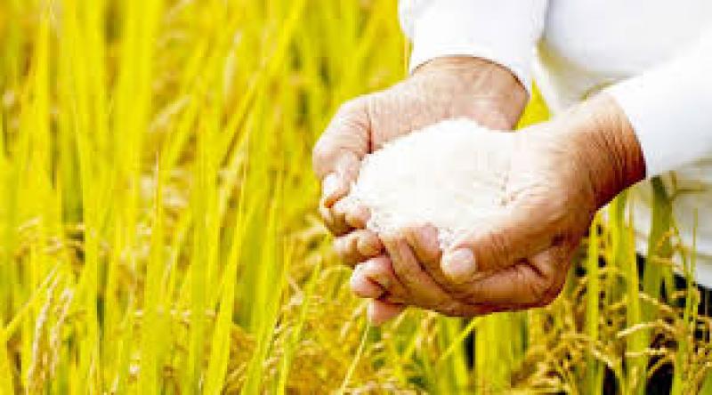 Camposur aumentará en 36% los cultivos de arroz en Arequipa