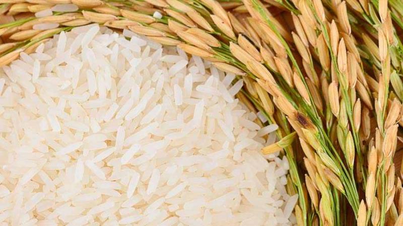 Camposur produciría 25 mil toneladas de arroz en la campaña grande