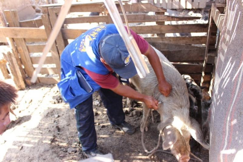 CAPACITAN A PROFESIONALES Y TÉCNICOS EN ERRADICACIÓN DE ENFERMEDADES DE PORCINOS