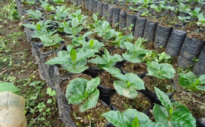 CAPACITARÁN CAFETALEROS DE CAJAMARCA EN MANEJO INTEGRADO DE PLAGAS